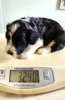 Kenya, a female Sheepadoodle for sale in Spokane, WA – Photo 4 of 4