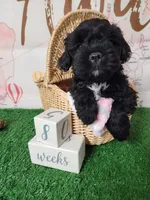 Frenchie Doodle 3, a female French Bulldog and Poodle - Miniature  for sale in Spokane, WA – 8 of 9