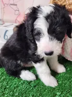 Mini Sheepadoodle #3, a female Sheepadoodle for sale in Spokane, WA – 6 of 7