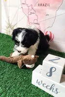 Frenchie Doodle 1, a male French Bulldog and Poodle - Miniature  for sale in Spokane, WA – 4 of 10