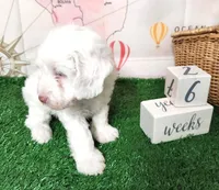 Mini Sheepadoodle #9, a male Sheepadoodle for sale in Spokane, WA – 9 of 10