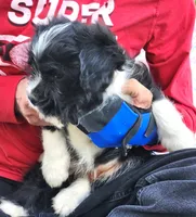 Frenchie Doodle 1, a male French Bulldog and Poodle - Miniature  for sale in Spokane, WA – 5 of 9