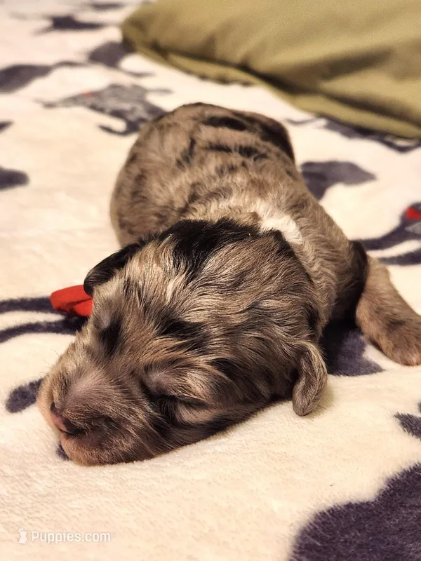 Versace, a male Sheepadoodle for sale in Spokane, WA – Photo 1 of 2
