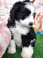 Mini Sheepadoodle #5, a female Sheepadoodle for sale in Spokane, WA – 6 of 9