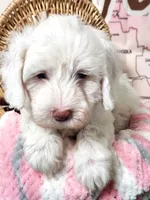 Mini Sheepadoodle #9, a male Sheepadoodle for sale in Spokane, WA – 6 of 10
