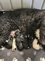 Matilda's, a male Sheepadoodle for sale in Spokane, WA – Photo 2 of 4