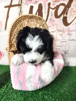 Mini Sheepadoodle #5, a female Sheepadoodle for sale in Spokane, WA – 5 of 9