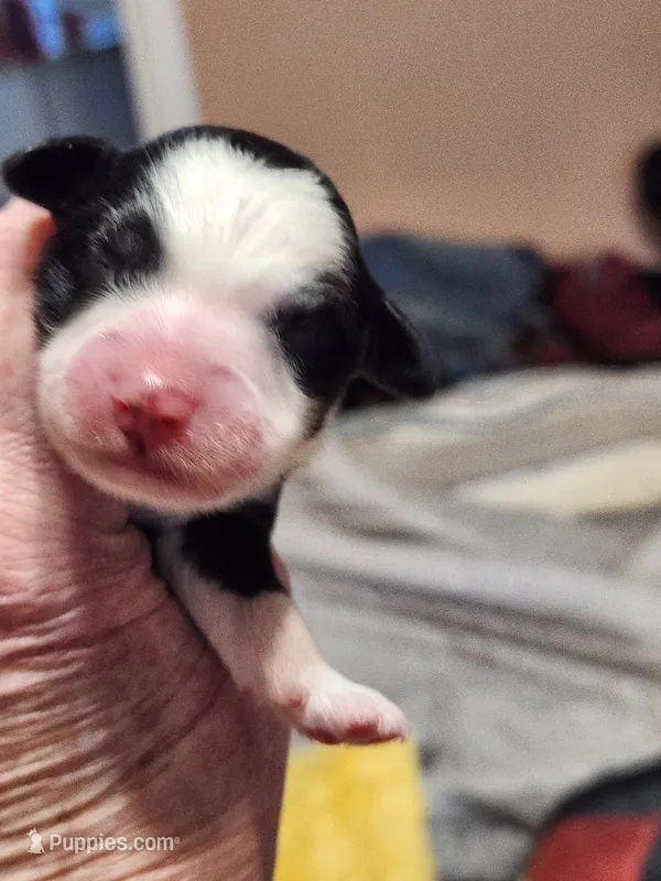 Mini Sheepadoodle #5 – Sheepadoodle puppy for sale in Spokane, WA