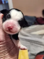 Mini Sheepadoodle #5, a female Sheepadoodle for sale in Spokane, WA – 1 of 2