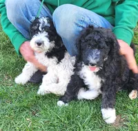 Barbuda aka Buda, a male Sheepadoodle for sale in Spokane, WA – 2 of 4