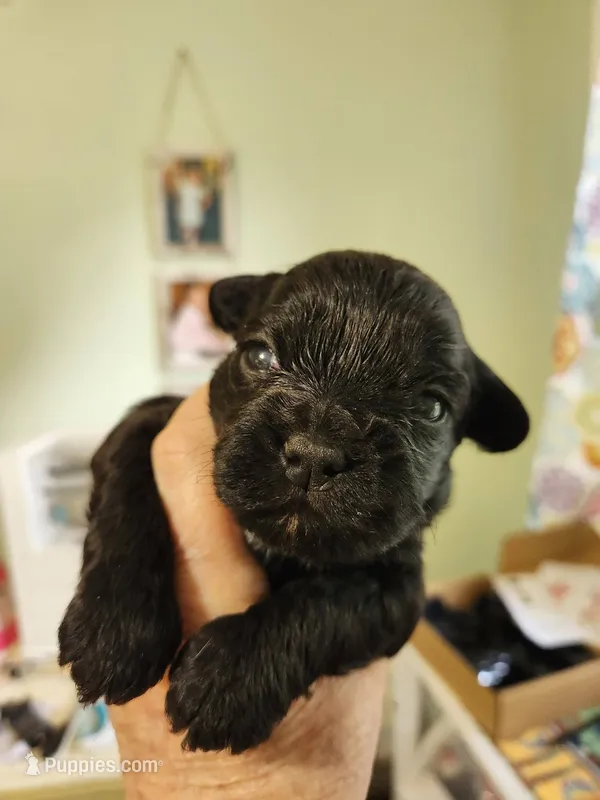 Frenchie Doodle 6 – French Bulldog, Poodle - Miniature  puppy for sale in Spokane, WA