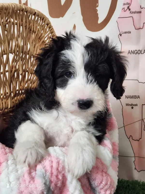 Mini Sheepadoodle #3 – Sheepadoodle puppy for sale in Spokane, WA