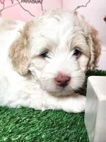 Mini Sheepadoodle #8, a male Sheepadoodle for sale in Spokane, WA – 6 of 8