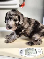 Versace, a male Sheepadoodle for sale in Spokane, WA – Photo 3 of 5