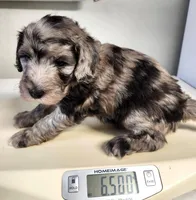 Versace, a male Sheepadoodle for sale in Spokane, WA – Photo 5 of 5