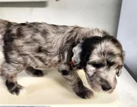 Versace, a male Sheepadoodle for sale in Spokane, WA – Photo 2 of 5