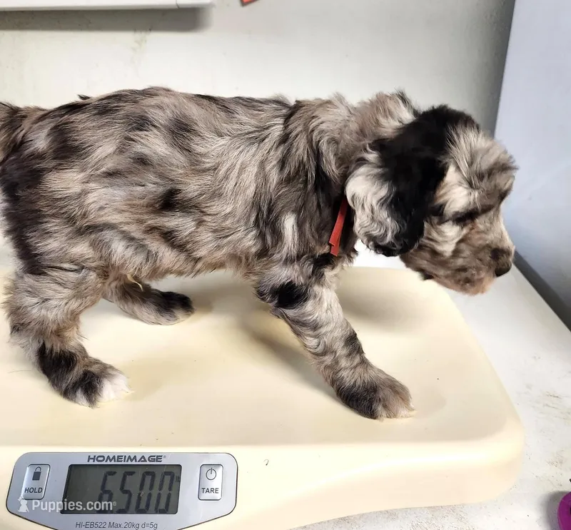 Versace – Sheepadoodle puppy on hold in Spokane, WA