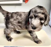 Versace, a male Sheepadoodle for sale in Spokane, WA – Photo 4 of 5