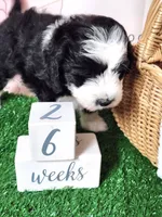 Mini Sheepadoodle #5, a female Sheepadoodle for sale in Spokane, WA – 3 of 9
