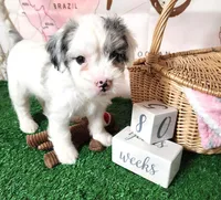 Giorgio, a male French Bulldog and Poodle - Miniature  for sale in Spokane, WA – 7 of 9