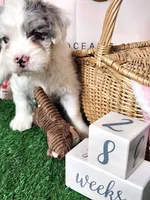 Giorgio, a male French Bulldog and Poodle - Miniature  for sale in Spokane, WA – 8 of 9