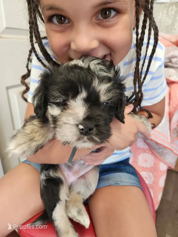 Frenchie Doodle 4 – French Bulldog, Poodle - Miniature  puppy for sale in Spokane, WA