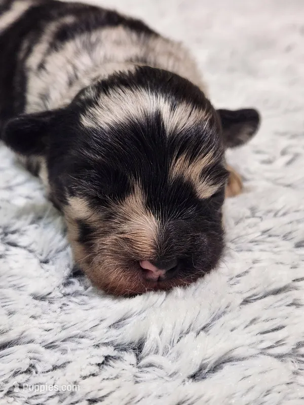 Frenchie Doodle 4 – French Bulldog, Poodle - Miniature  puppy for sale in Spokane, WA