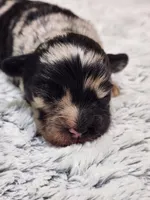 Frenchie Doodle 4, a male French Bulldog and Poodle - Miniature  for sale in Spokane, WA – 1 of 4