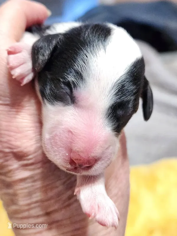Mini Sheepadoodle #3 – Sheepadoodle puppy for sale in Spokane, WA