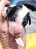 Mini Sheepadoodle #3, a male Sheepadoodle for sale in Spokane, WA – 1 of 3