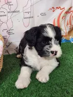 Frenchie doodle black and white tuxedo, a female French Bulldog and Poodle - Miniature  for sale in Spokane, WA – 4 of 9