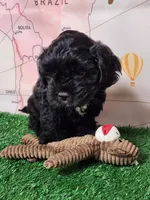 Frenchie Doodle 6, a male French Bulldog and Poodle - Miniature  for sale in Spokane, WA – 5 of 7
