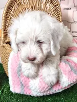 Mini Sheepadoodle #9, a male Sheepadoodle for sale in Spokane, WA – 10 of 10