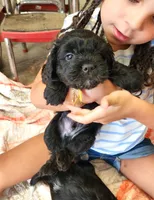 Frenchie Doodle 6, a male French Bulldog and Poodle - Miniature  for sale in Spokane, WA – 1 of 7