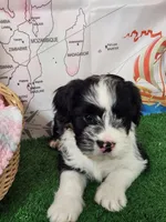 Frenchie doodle black and white tuxedo, a female French Bulldog and Poodle - Miniature  for sale in Spokane, WA – 7 of 9