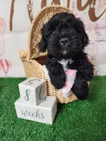 Frenchie Doodle 6, a male French Bulldog and Poodle - Miniature  for sale in Spokane, WA – 2 of 7