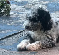 Jin, a male Sheepadoodle for sale in Spokane, WA – 5 of 6
