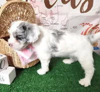 Giorgio, a male French Bulldog and Poodle - Miniature  for sale in Spokane, WA – 5 of 9