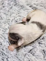 Frenchie Doodle 5, a male French Bulldog and Poodle - Miniature  for sale in Spokane, WA – 3 of 4