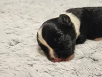 Frenchie Doodle 1, a male French Bulldog and Poodle - Miniature  for sale in Spokane, WA – 3 of 3