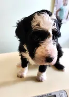 Andorra, a female Sheepadoodle for sale in Spokane, WA – Photo 4 of 4