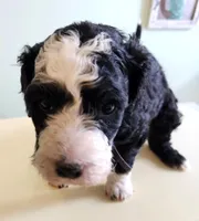 Andorra, a female Sheepadoodle for sale in Spokane, WA – Photo 3 of 4