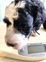 Andorra, a female Sheepadoodle for sale in Spokane, WA – Photo 2 of 4