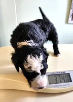 Andorra, a female Sheepadoodle for sale in Spokane, WA – Photo 1 of 4