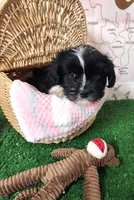 Frenchie Doodle 1, a male French Bulldog and Poodle - Miniature  for sale in Spokane, WA – 7 of 10