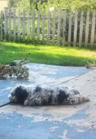 Jin, a male Sheepadoodle for sale in Spokane, WA – 3 of 6