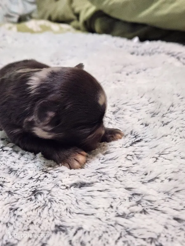 Frenchie Doodle 2 – French Bulldog, Poodle - Miniature  puppy for sale in Spokane, WA