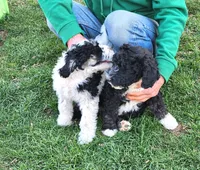 Barbuda aka Buda, a male Sheepadoodle for sale in Spokane, WA – 4 of 4