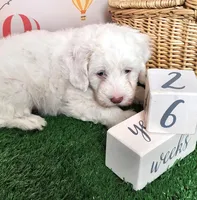 Mini Sheepadoodle #9, a male Sheepadoodle for sale in Spokane, WA – 7 of 10