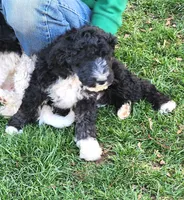 Barbuda aka Buda, a male Sheepadoodle for sale in Spokane, WA – 1 of 4